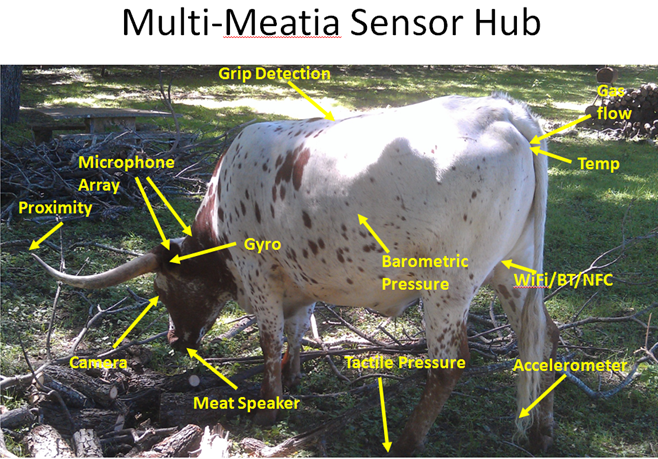 Texas Longhorn Steer